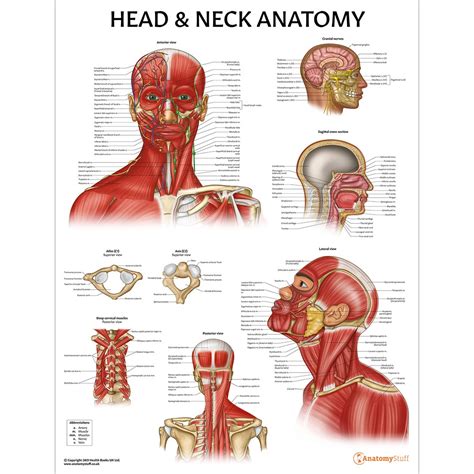 Head And Neck Laminated Anatomy Chart Nerve Anatomy Head Anatomy