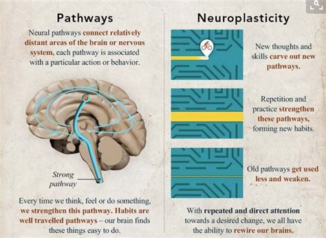 Pin By Pauline Andrew On Brain Neuroplasticity Positive