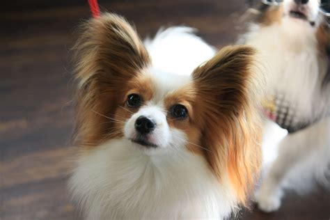 Papillon Baby Puppies Cute Puppies Dogs And Puppies Cute Dogs