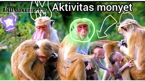 Monyet Lucu Youtube