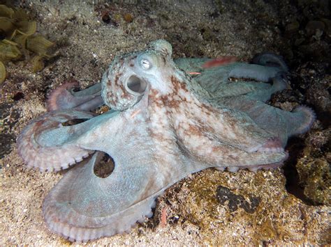 Caribbean Reef Octopus Photograph By Mau Riquelme Pixels