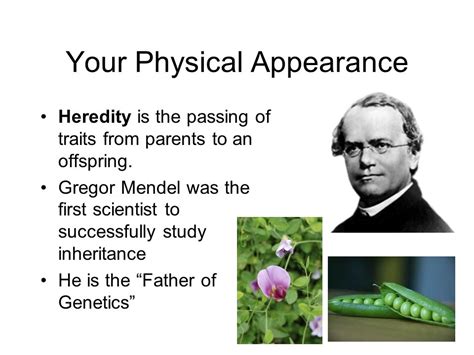 Heredity Your Physical Appearance Heredity Is The Passing Of Traits