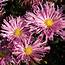 Centerpiece Perennial Mum Plants For Sale  Free Shipping