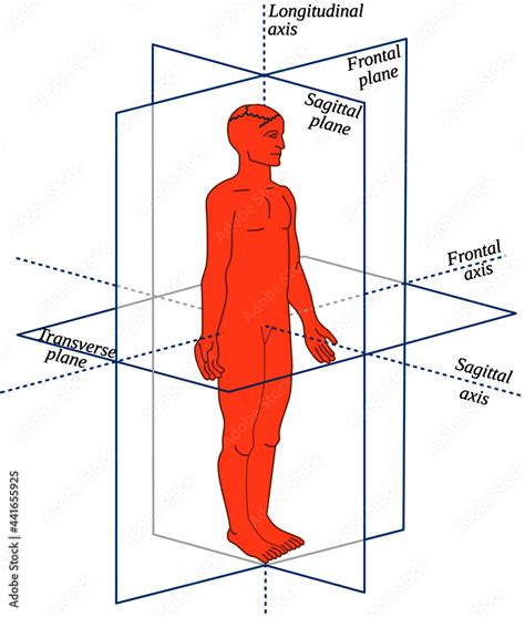 Anatomical Planes And Axes In A Human All Body Movements Occur In