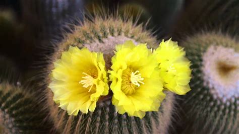 Flowering Lemon Ball Cactus Youtube