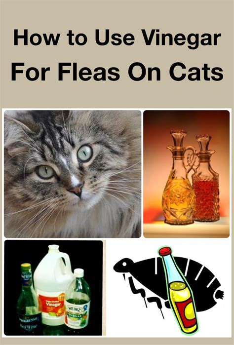 How To Use Vinegar For Fleas On Cats Top 3 Methods