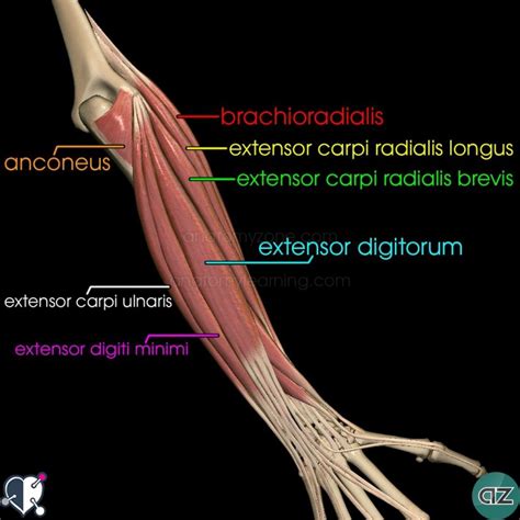 A very slight change in the length of the biceps causes a much larger movement of the forearm and hand, but the force applied by the biceps. Forearm Muscles