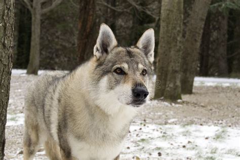 Czechoslovakian Wolfdog Stock Photo Image Of Outdoor 23130528