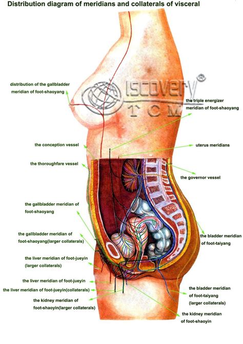 Human internal organ infographic chart with text captions. Pin on medical