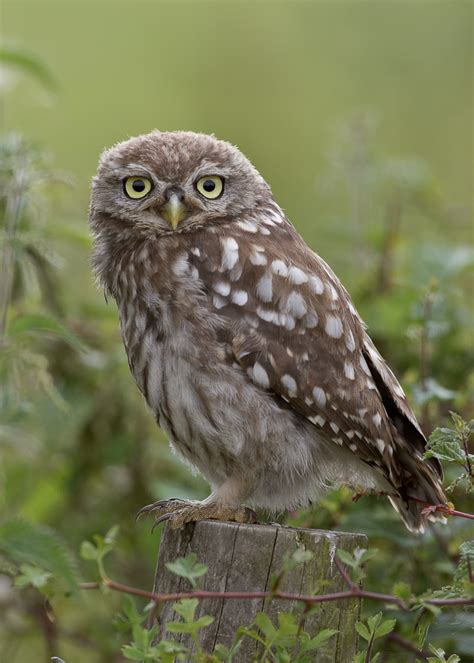 Athene Noctua Little Owl