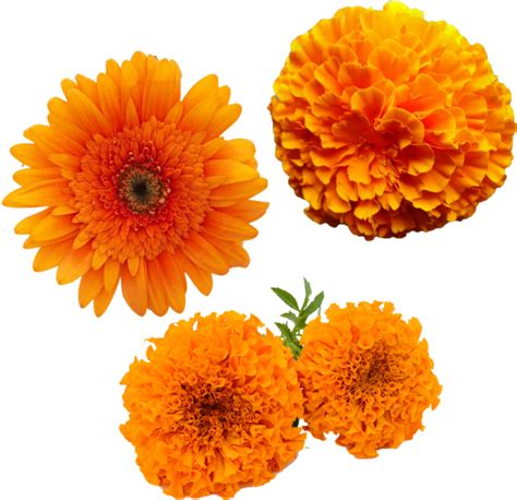 Marigold Flower Png Png All Png All