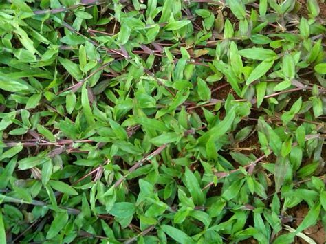 Ia bisa dengan mudah tumbuh di air yang berdiri, dan terlihat bagus dalam vas. Rumput gajah | rumput gajah paitan | rumput gajah biasa ...