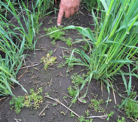 When it comes to controlling weeds in your lawn, knowing what you are trying to kill is more than half the battle. Weed Identification Services | Wheat & Small Grains ...