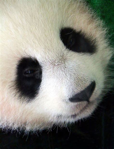 O Melanoleuca Do Ailuropoda Da Cara Do Filhote Da Panda Gigante