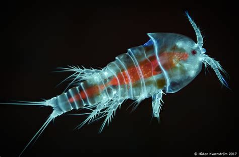 Copepod Deep Sea Creatures Sea Creatures Water Life