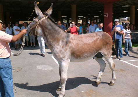 Breeds Of Donkey The Equinest