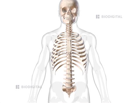 Axial Skeleton Biodigital Anatomy