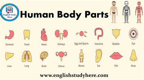 Human Body Parts English Study Here