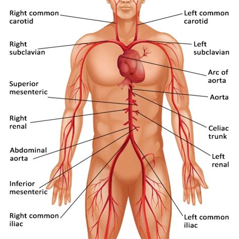 1,000+ vectors, stock photos & psd files. Functions of the Celiac Artery Explained With a Labeled ...