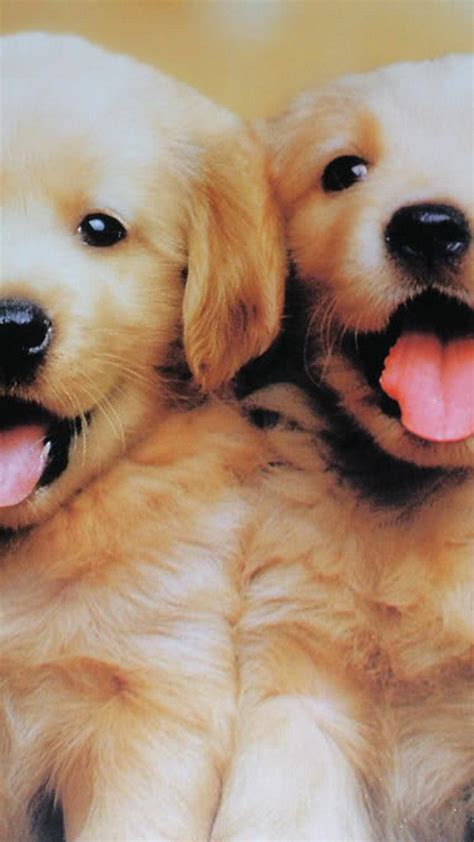 Cute Puppy Backgrounds For Ipad Puppies Lover 88