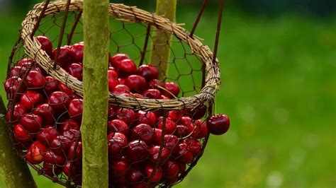 The Immortality Fruit Cherry Fruit Magical Properties And Uses