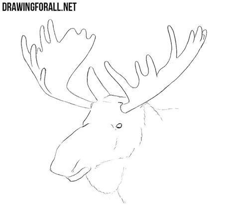 How To Draw An Elk Head