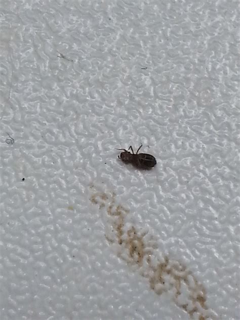 Sie sind vielleicht zwei mm lang, haben recht dicke beinchen und zwei kleine fühler. Ich habe kleine Käfer mit Fühler in der Wohnung? (Schädlinge)