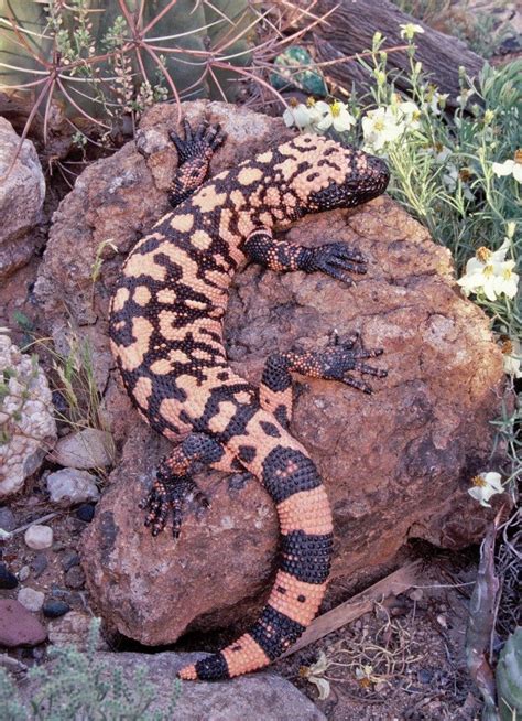Gila Monster Tucson Herpetological Society