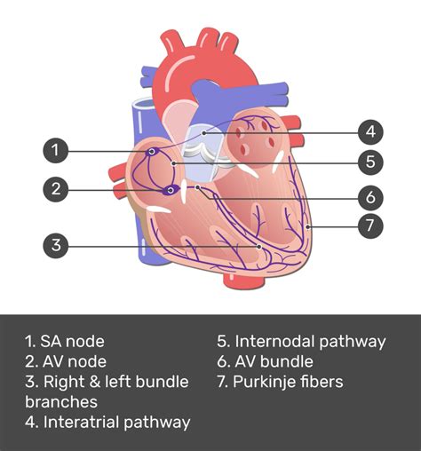 Conduction System Of The Heart Path And Diagram Getbodysmart
