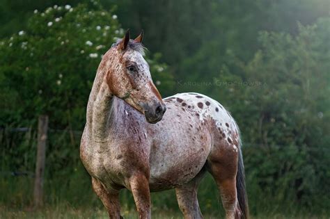 pin  beautiful horses