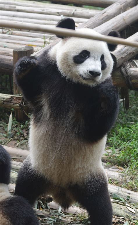 Panda Standing Up Tibettravel Animals What Animal Are You Cute