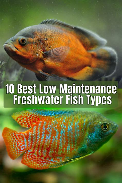 10 Best Low Maintenance Freshwater Fish Types Fish Types