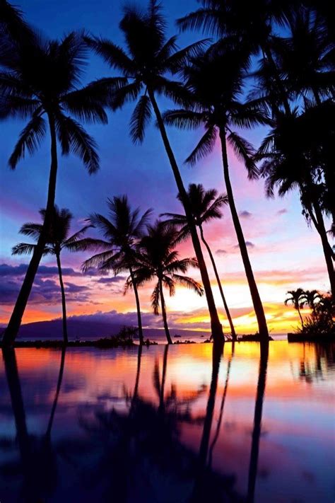 Maui Sunset Nature Palm Tree Sunset Beautiful Sunset