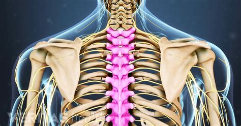 Conveniently manage back pain from the comfort of your home. Spine Anatomy Video: Spinal Anatomy, Spine Components and ...
