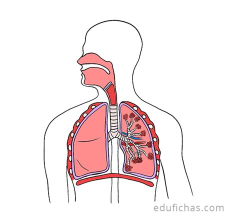 Aparato Respiratorio para Niños Ficha con las Partes PDF