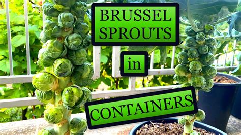 Growing Brussel Sprouts In Small Containers Planting To Harvest Youtube
