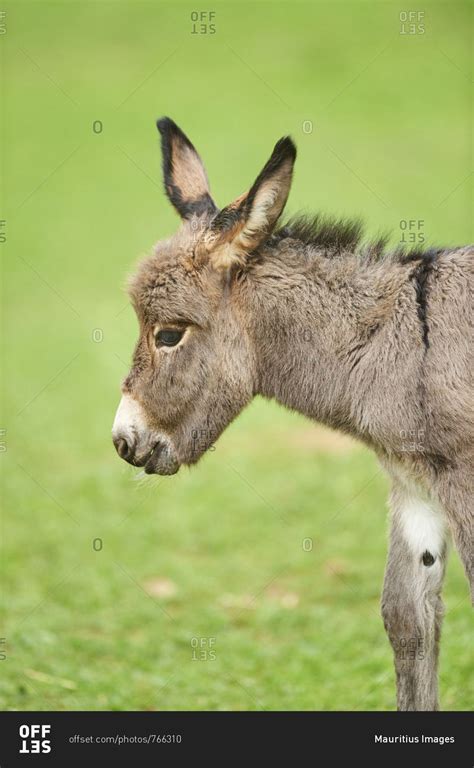 Donkey Equus Asinus Asinus Foal In A Meadow Close Up Detail Stock