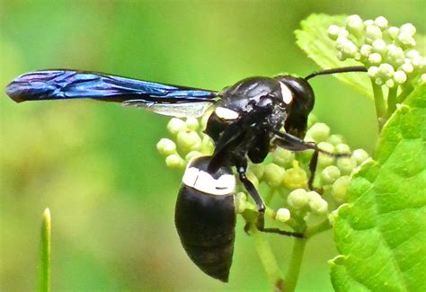 Four Toothed Mason Wasp Whats That Bug
