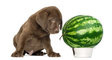 Can Dogs Eat Watermelon Is Watermelon Good For Dogs
