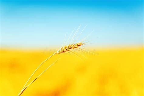 Agriculture Field With Golden Crop Stock Image Image Of Field Crop