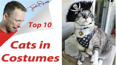 Cats In Costumes Top 10 List Youtube