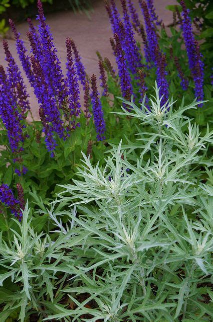 Welcome to the famous dave's garden website. Artemisia ludoviciana 'Silver King' in front of Salvia ...
