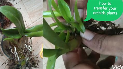 The genus contains more than 2,000 different plant species. Orchids propagation, from steam. - YouTube