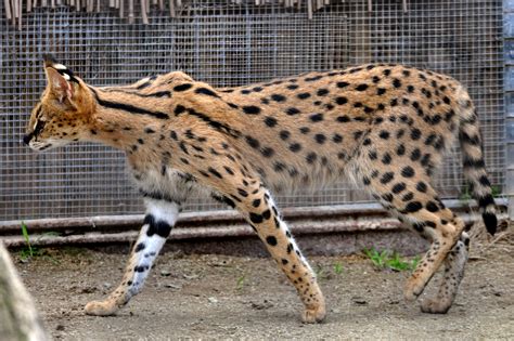 Long Neck And Legs Small Head And Short Tail Make The Servals Profile