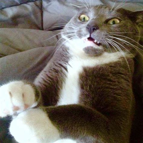17 Best Images About Scaredy Cats On Pinterest Cats
