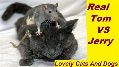 Real Tom And Jerry Cute And Funny Cat And Rat Video 2017