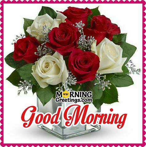 Good Morning White Rose Flower Images Best Flower Site