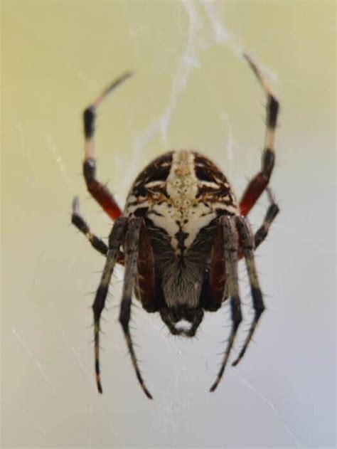 30 Common South Carolina Spiders Thepetenthusiast