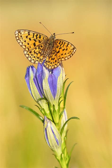 Silver Bordered Fritillary Beautiful Creatures Butterfly Nature
