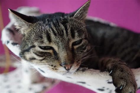 Common Cat Diseases Know Feline Health Issues Petvet